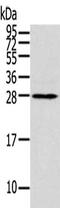 THAP Domain Containing 3 antibody, CSB-PA608850, Cusabio, Western Blot image 