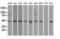 Small RNA Binding Exonuclease Protection Factor La antibody, LS-B10013, Lifespan Biosciences, Western Blot image 