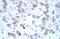 Cation channel sperm-associated protein 2 antibody, 28-292, ProSci, Immunohistochemistry paraffin image 