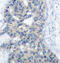 Stathmin 1 antibody, LS-C335881, Lifespan Biosciences, Immunohistochemistry frozen image 