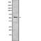 Serine/Threonine Kinase 3 antibody, abx218503, Abbexa, Western Blot image 