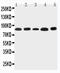 NADPH Oxidase 5 antibody, LS-C313080, Lifespan Biosciences, Western Blot image 