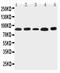 NOX5 antibody, LS-C313080, Lifespan Biosciences, Western Blot image 