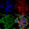 Potassium Two Pore Domain Channel Subfamily K Member 3 antibody, SMC-473D-BI, StressMarq, Immunofluorescence image 