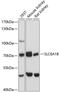 Solute Carrier Family 6 Member 18 antibody, 14-669, ProSci, Western Blot image 