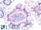 p21 antibody, LS-C88192, Lifespan Biosciences, Immunohistochemistry paraffin image 
