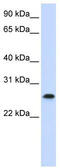 PHD Finger Protein 19 antibody, TA342123, Origene, Western Blot image 