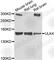 Unc-51 Like Kinase 4 antibody, A7471, ABclonal Technology, Western Blot image 