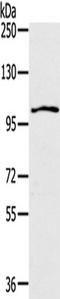 Interleukin 17 Receptor A antibody, TA351283, Origene, Western Blot image 