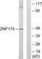 Zinc Finger Protein 174 antibody, LS-C119070, Lifespan Biosciences, Western Blot image 
