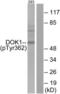 Docking Protein 1 antibody, LS-C117332, Lifespan Biosciences, Western Blot image 