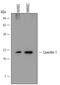 Caveolin 1 antibody, MAB5736, R&D Systems, Western Blot image 