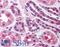 Endoplasmic Reticulum To Nucleus Signaling 1 antibody, LS-C140986, Lifespan Biosciences, Immunohistochemistry frozen image 