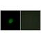 Armadillo Repeat Containing X-Linked 2 antibody, A16296, Boster Biological Technology, Immunofluorescence image 