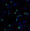 Programmed Cell Death 1 antibody, NBP1-77277, Novus Biologicals, Immunofluorescence image 