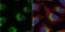 Fibrinogen Gamma Chain antibody, NBP1-32436, Novus Biologicals, Immunocytochemistry image 