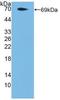 F2R Like Thrombin Or Trypsin Receptor 3 antibody, LS-C314406, Lifespan Biosciences, Western Blot image 