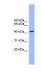 Theg Spermatid Protein antibody, NBP1-79692, Novus Biologicals, Western Blot image 