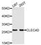 C-Type Lectin Domain Family 4 Member D antibody, MBS126664, MyBioSource, Western Blot image 