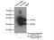 Phospholipid Phosphatase 1 antibody, 17967-1-AP, Proteintech Group, Western Blot image 