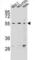Zinc Finger Protein 117 antibody, abx026866, Abbexa, Western Blot image 