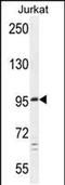 Patched Domain Containing 4 antibody, PA5-48192, Invitrogen Antibodies, Western Blot image 