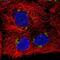 Solute Carrier Family 30 Member 6 antibody, NBP2-31673, Novus Biologicals, Immunocytochemistry image 