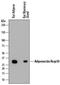 Adiponectin, C1Q And Collagen Domain Containing antibody, MAB3100, R&D Systems, Western Blot image 