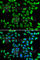 DnaJ Heat Shock Protein Family (Hsp40) Member A3 antibody, A7030, ABclonal Technology, Immunofluorescence image 
