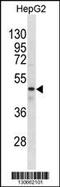 Gamma-Aminobutyric Acid Type A Receptor Rho1 Subunit antibody, 60-589, ProSci, Western Blot image 