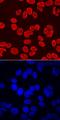 Homeobox B7 antibody, MAB8040, R&D Systems, Immunofluorescence image 