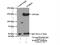 WD Repeat Domain 33 antibody, 22614-1-AP, Proteintech Group, Immunoprecipitation image 