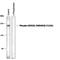 Glutamate Ionotropic Receptor NMDA Type Subunit 2B antibody, PPS057, R&D Systems, Western Blot image 