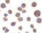 HLA class II histocompatibility antigen, DRB1-4 beta chain antibody, 1139, ProSci, Immunocytochemistry image 