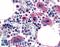 Purinergic Receptor P2Y12 antibody, LS-A3745, Lifespan Biosciences, Immunohistochemistry frozen image 