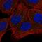 OXR1 antibody, HPA027395, Atlas Antibodies, Immunocytochemistry image 