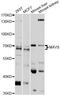 Mitochondrial Antiviral Signaling Protein antibody, STJ28331, St John
