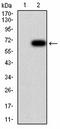 N-Myc Downstream Regulated 1 antibody, orb381904, Biorbyt, Western Blot image 