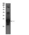 Cystatin C antibody, GTX34335, GeneTex, Western Blot image 