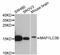 Microtubule Associated Protein 1 Light Chain 3 Beta antibody, abx126117, Abbexa, Western Blot image 