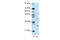 ZFP36 Ring Finger Protein Like 1 antibody, 27-845, ProSci, Enzyme Linked Immunosorbent Assay image 