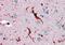 Glutathione Peroxidase 1 antibody, PA5-18532, Invitrogen Antibodies, Immunohistochemistry frozen image 