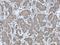 Nudix Hydrolase 2 antibody, 10484-1-AP, Proteintech Group, Immunohistochemistry frozen image 