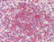 Ubiquitin Conjugating Enzyme E2 L6 antibody, 48-084, ProSci, Immunohistochemistry paraffin image 
