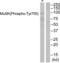 Muscle Associated Receptor Tyrosine Kinase antibody, abx012739, Abbexa, Western Blot image 