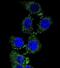 Uncharacterized protein C4orf21 homolog antibody, PA5-71506, Invitrogen Antibodies, Immunofluorescence image 