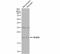 Ras antibody, NBP2-19581, Novus Biologicals, Western Blot image 