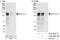 Reticulon 3 antibody, A302-859A, Bethyl Labs, Immunoprecipitation image 