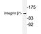 Integrin Subunit Beta 1 antibody, AP20348PU-N, Origene, Western Blot image 