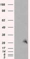 Thiopurine S-Methyltransferase antibody, CF500965, Origene, Western Blot image 